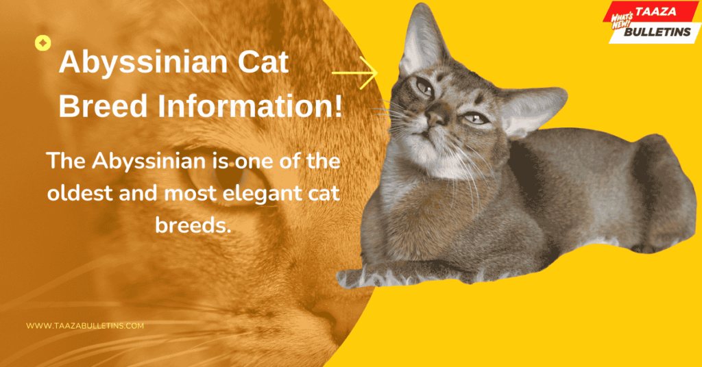 Abyssinian Cats