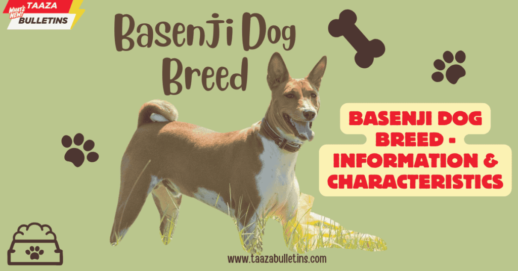 Basenji Dog Breed