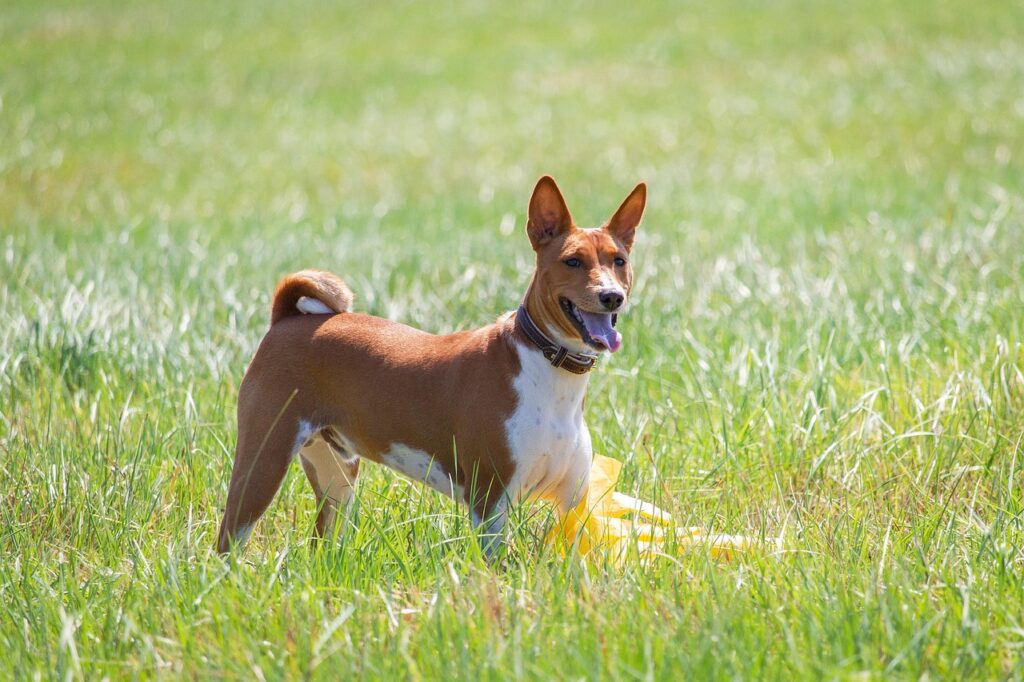 Basenji Dog Breed