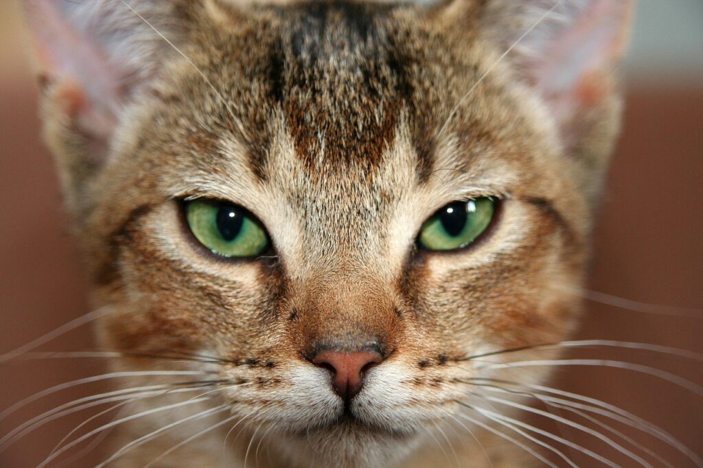 Abyssinian Cats