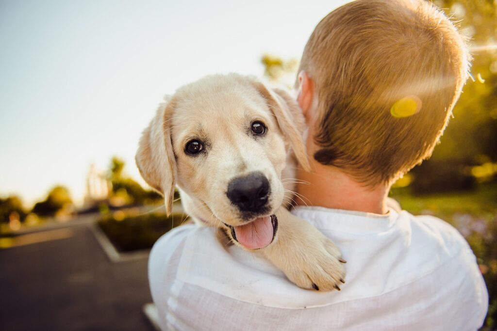 Dog Pet Supplements