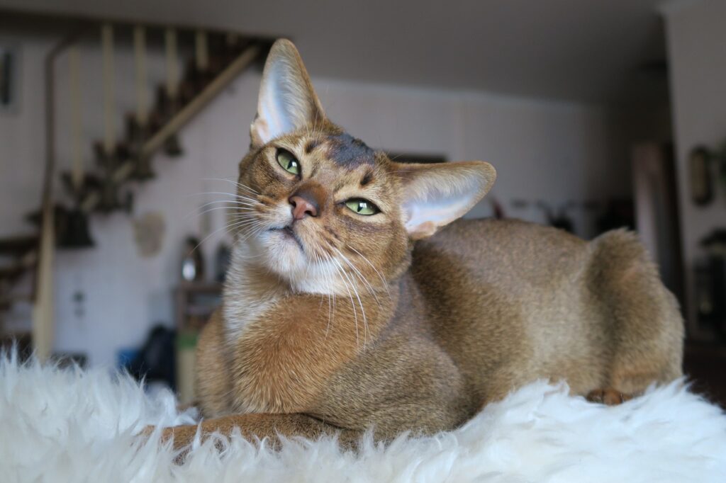 Abyssinian Cats