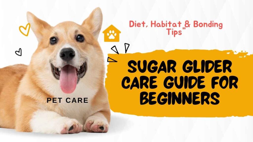 Sugar Glider Care